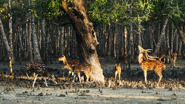 sundarban travels
