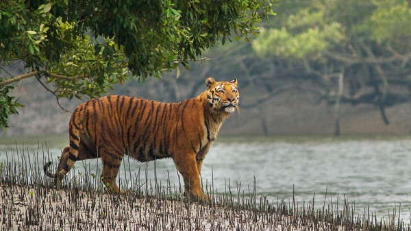 sundarban travels