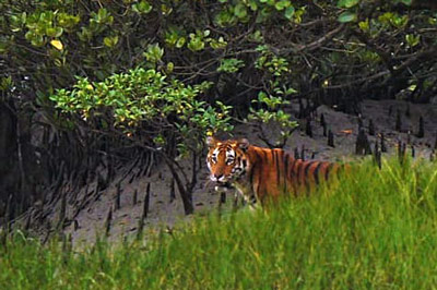 Sundarban Travels