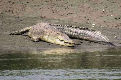 Sundarban-Travels-Crocodile