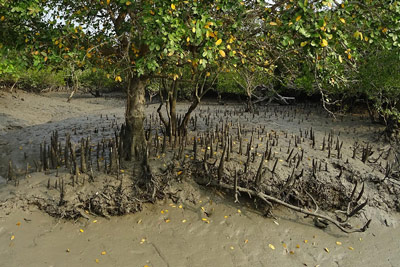 Sundarban-Travels-Mangrove