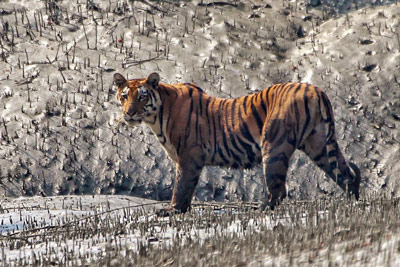 Sundarban Travels