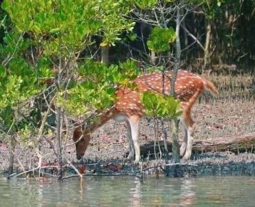 sundarban travels