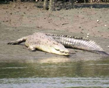 sundarban travels