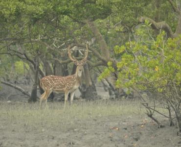 sundarban travels